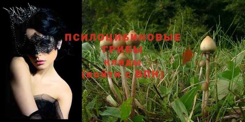 Галлюциногенные грибы Cubensis  наркошоп  ОМГ ОМГ ссылки  Ахтубинск 